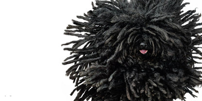 DOGS