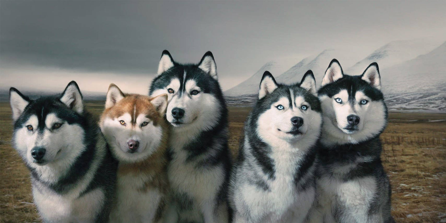 DOGS